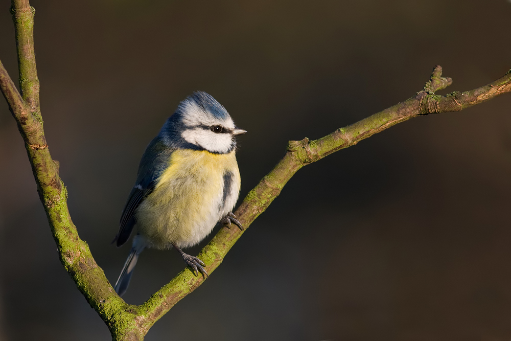 Blue Tit 1 